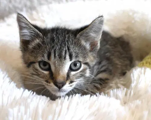 Sage - Domestic Short Hair