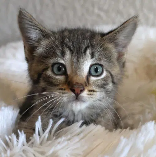 Strudel - Domestic Short Hair