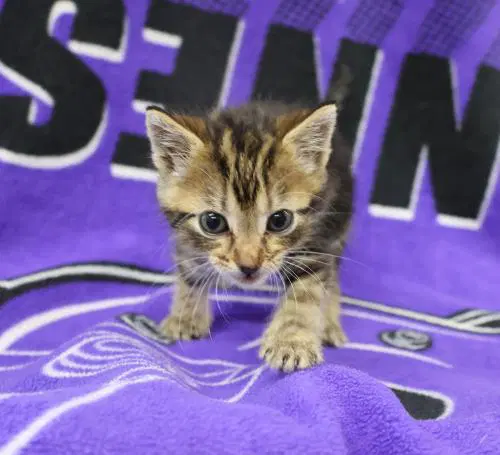 Tigger Kitty - Domestic Short Hair