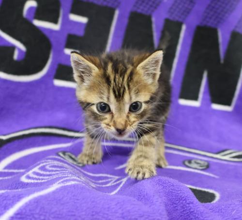 Tigger Kitty