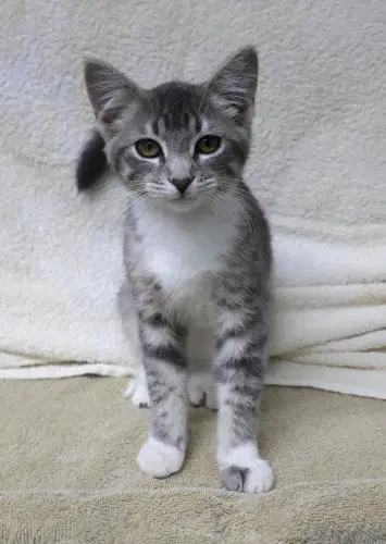 Fez - Domestic Short Hair