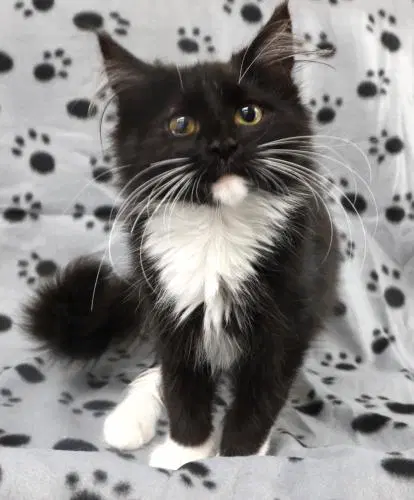 Reese's - Domestic Long Hair