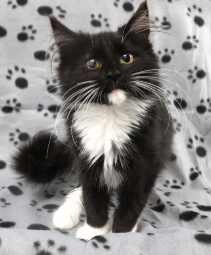 picture of the cat needing adoption