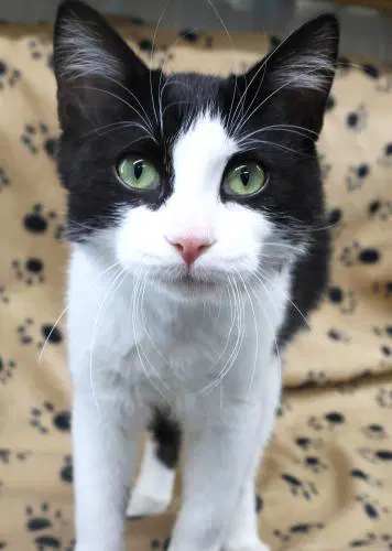 Lancelot - Domestic Medium Hair
