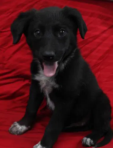 Tux image 1