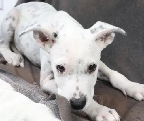 Dex - Pit Bull Terrier