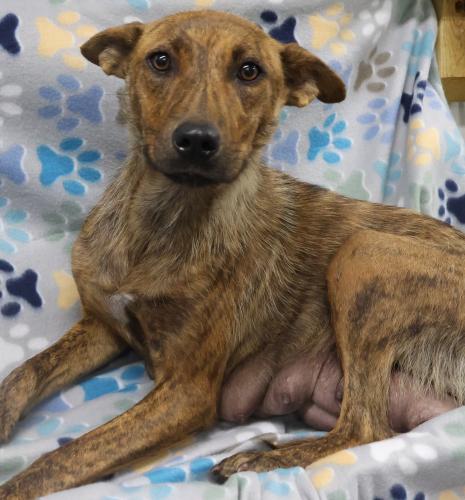 picture of the dog needing adoption