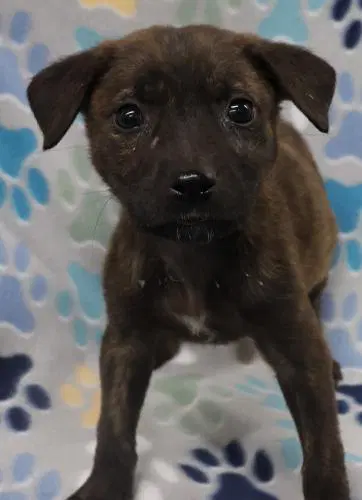 Delilah - German Shepherd Dog