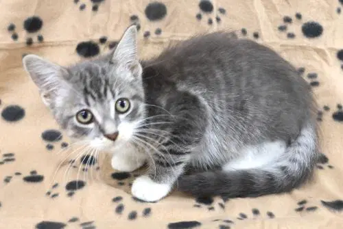 Crouton - Domestic Medium Hair