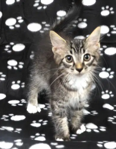 Marqis - Domestic Short Hair
