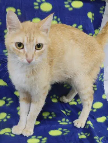 Peach - Domestic Short Hair