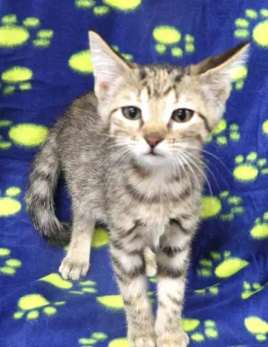 Pascaline - Domestic Short Hair