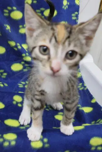 Pine - Domestic Short Hair