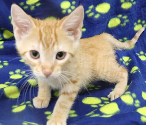 Petri - Domestic Short Hair