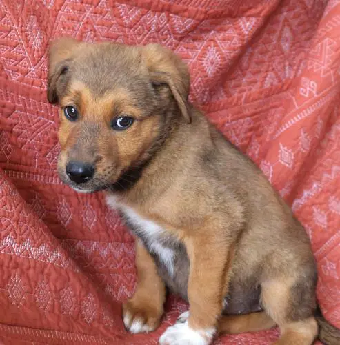 Shonna - German Shepherd Dog