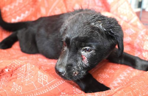picture of the dog needing adoption