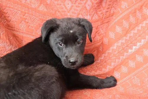 Shawn - German Shepherd Dog