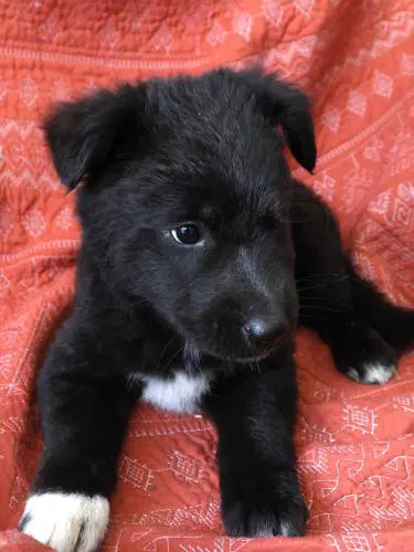 Santarita - German Shepherd Dog