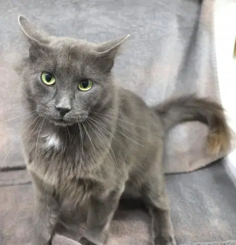 Smoke - Domestic Medium Hair