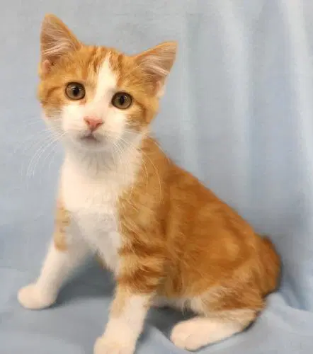 Kel - Domestic Short Hair