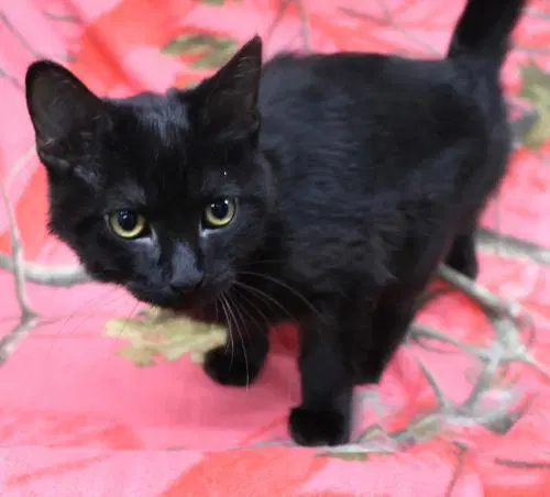 Chippy - Domestic Short Hair