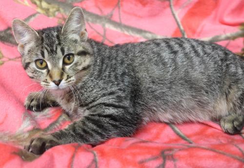 Choppie
