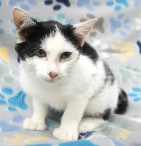 Turnip - Domestic Short Hair