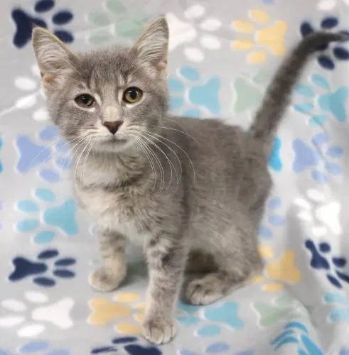 Tundra - Domestic Short Hair