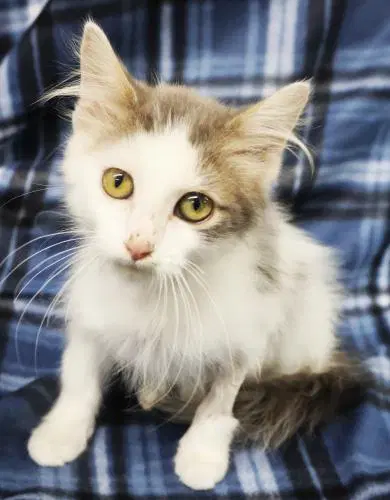 Marley - Domestic Medium Hair