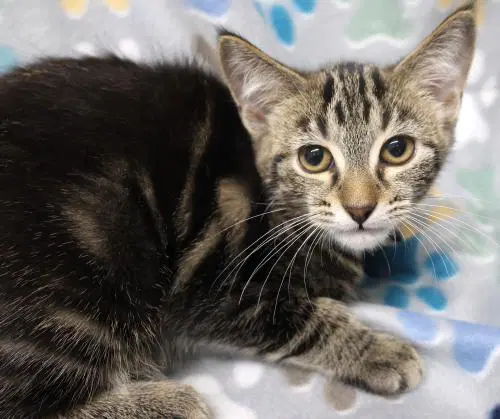 Milan - Domestic Medium Hair