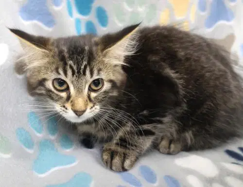 Mellow - Domestic Long Hair