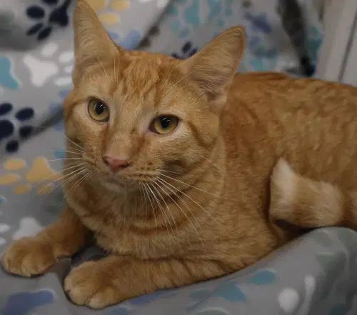 Birch - Domestic Medium Hair