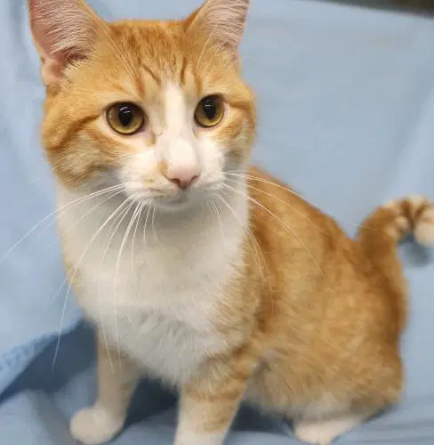 Simon - Domestic Medium Hair