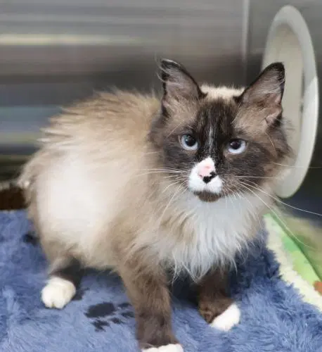 Nikki - Snowshoe