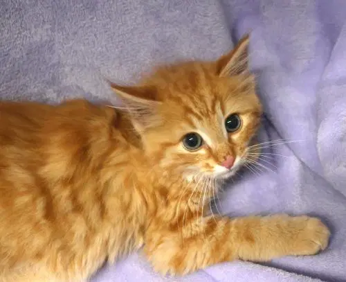 Gingersnap - Domestic Medium Hair
