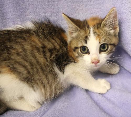 Girl Scout, a cat for adoption from Pennington County Humane Society