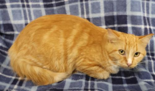 Betty, a cat for adoption from Pennington County Humane Society