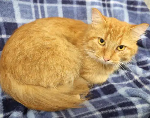 Bree - Domestic Medium Hair