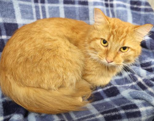 Bree, a cat for adoption from Pennington County Humane Society