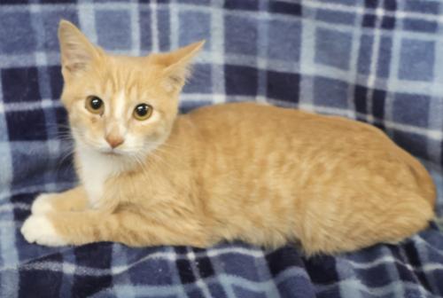 Bestie, a cat for adoption from Pennington County Humane Society