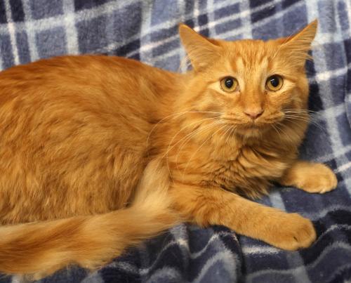 Bobo, a cat for adoption from Pennington County Humane Society