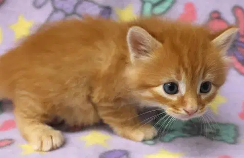 Bruiser - Domestic Short Hair