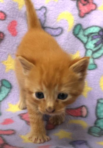 Banksky, a cat for adoption from Pennington County Humane Society