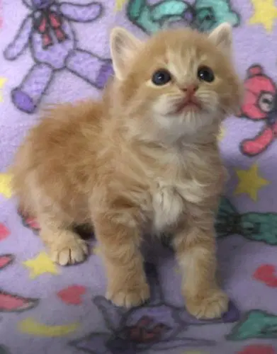 Bangel - Domestic Short Hair