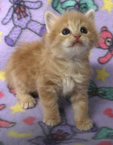 Bangel, a cat for adoption from Pennington County Humane Society