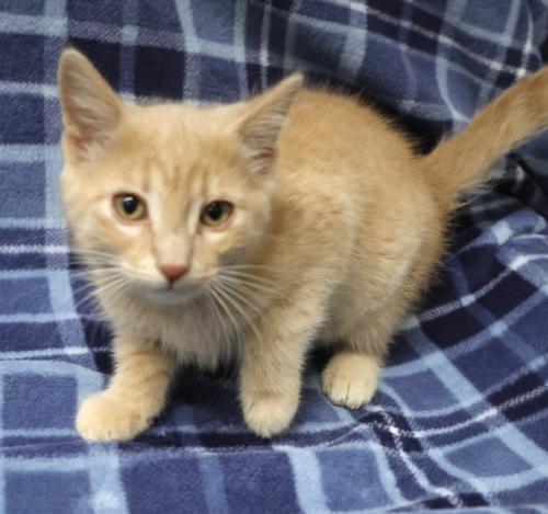 Jade, a cat for adoption from Pennington County Humane Society