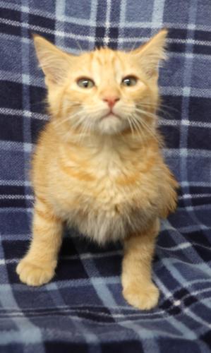 Java, a cat for adoption from Pennington County Humane Society