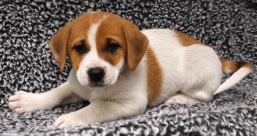 Aurora, a dog for adoption from Pennington County Humane Society
