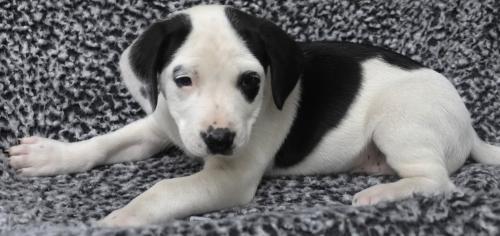 Annie, Labrador Retriever