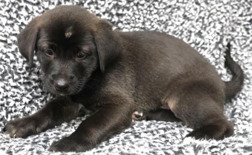 Amira, Labrador Retriever